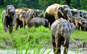 SHIVALIK ELEPHANT FOREST RESERVE LAW INSIDER IN