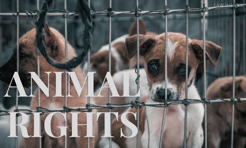 What are the Rights of the Animals? - Law Insider India