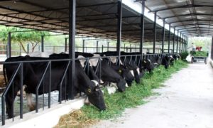 Cow Rearing Grass Shelter