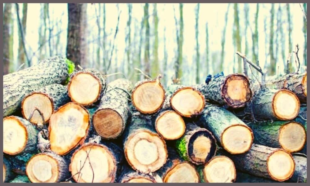 Kerala HC tree felling case - law insider