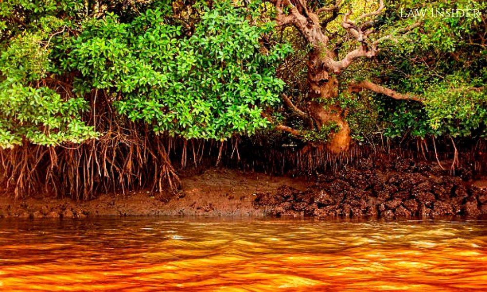 Mangrove forest trees Law Insider