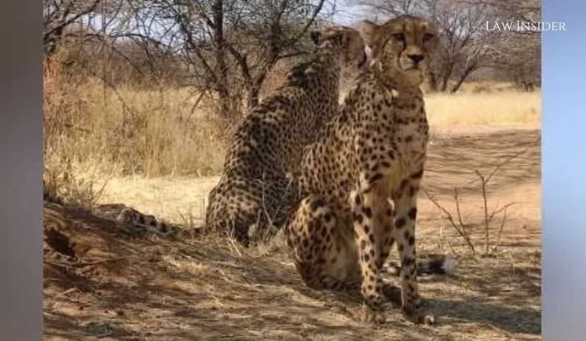 Namibia National Park Cheetah