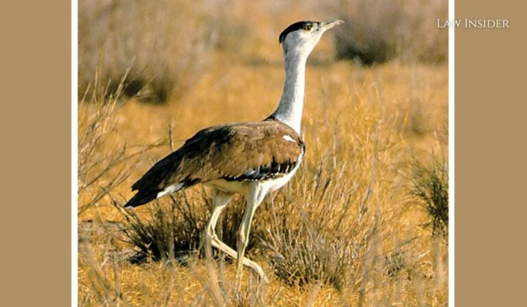 Great Indian Bustard Law Insider